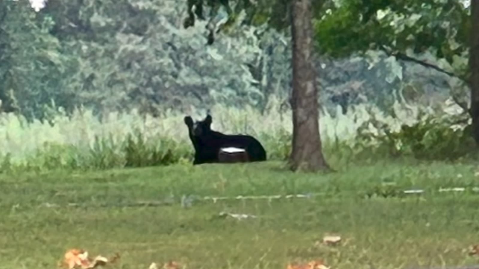 Bear spotted in Illinois: sheriff's office