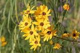 How to Grow and Care for Moonbeam Coreopsis - The Spruce