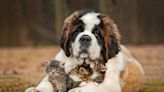 Saint Bernard Makes Soft, Warm Bed for Barn Kittens Like a True Caregiver