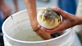 One Bad Mother Puffer: Why Are Anglers Catching Toxic Pufferfish in Rhode Island?