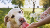 Q+A: Vet answers more common summer pet safety questions