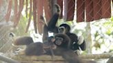 Saving the ‘singing swingers’: Gibbon conservation challenges in Malaysia