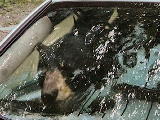 Mother bear and her cub climb into vehicle... and it's a car crash