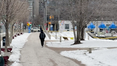 Toronto residents shocked to see coyote running through the streets, 'steps from the CN Tower'