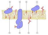 Membrane transport