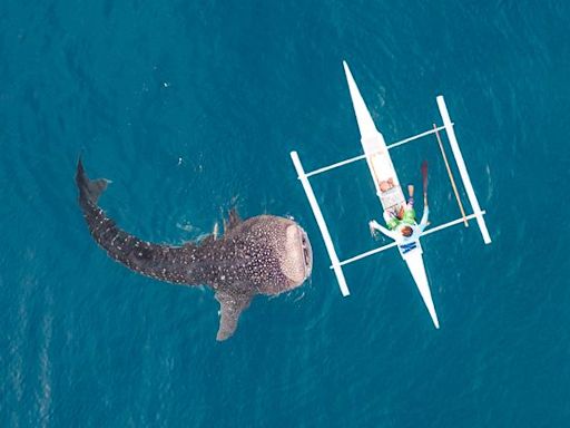 Nosy Be (Madagascar) : un hotspot pour les requins-baleines