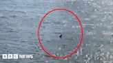River Thames: Is this a shark swimming in London's waterway?