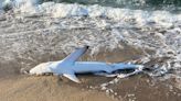 Muere un tiburón azul de 2,3 metros tras aparecer agonizando en la playa del Masnou, Barcelona