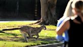 Mountain Lion Confronts Dog Walker In Hollywood Hills, Kills One Animal