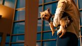 ¿Vas a volar con perros o gatos? Estas son las políticas para mascotas de las aerolíneas