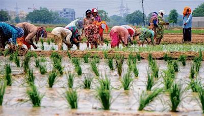 Farmers shunning cultivation of paddy to get Rs 17.5K per hectare