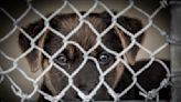 California wants to improve animal shelter conditions, curb stray population