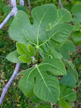 fig tree leaf images - Manual Callaway