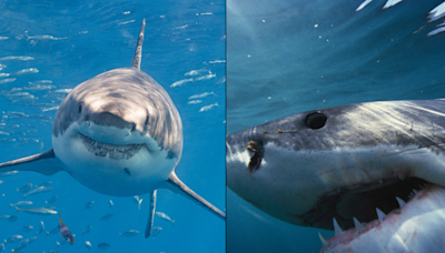 Experts warn British Isles could soon face Great White Shark invasion