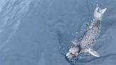 基隆外海出現野生海豹 海科館：實屬罕見
