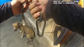 ‘I’m trying to save you.’ Cop frees dog chained near burning mobile home, video shows