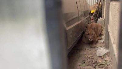 Salió al patio de su casa a buscar papas y se encontró cara a cara con un puma