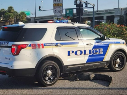 Goofy alligator crawls into Florida road, snuggles responding police car, photo shows
