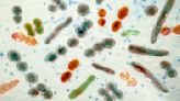 Which microbes live in your gut? A microbiologist tries at-home test kits to see what they reveal about the microbiome