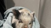 Humane Society of Tampa Bay rescues 5-month-old pig with metal in snout
