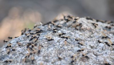 Flying Ants Are About To Invade Your Home — These 5 Tips Helped Me To Get Rid Of Them Without Using Chemicals