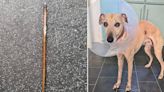 Couple thought dog had cancer until 12cm kebab skewer poked through its ribs