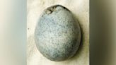 Roman egg still intact found in UK in ‘amazing’ discovery