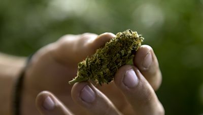 Editorial: Regulaciones sobre la marihuana - El Diario NY