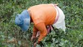 En el Catatumbo anhelan proyectos productivos para desligarse de los cultivos ilícitos