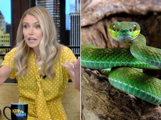 Kelly Ripa begins “Live” with special audience warning: 'Do not put 100 live snakes down your pants'