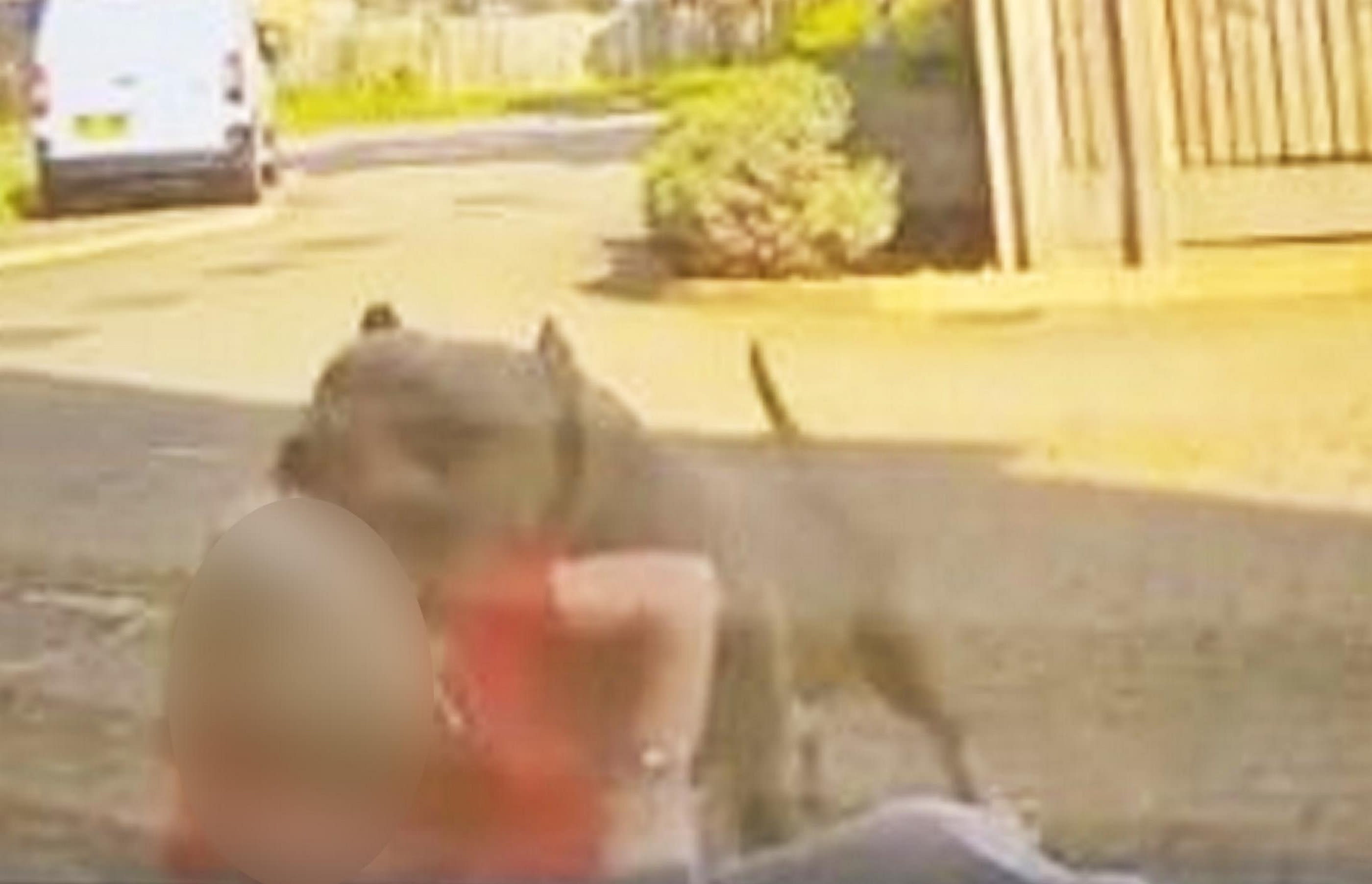 Woman feared for her life during XL bully attack outside her home