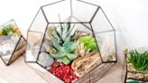 How to Make a Terrarium in 5 Simple Steps