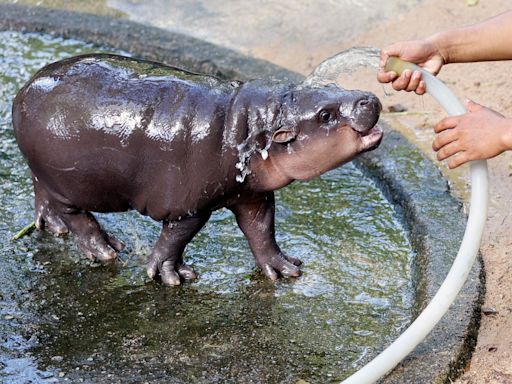 Moo Deng gets her own 24/7 live stream because the internet can’t stop obsessing over the viral pygmy hippo