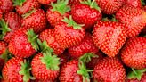 Local farm celebrates strawberry season