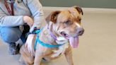 ‘Roly-poly’ dog looking for a forever home in Ohio