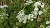 Poison hemlock was reported in a North Texas city. Here’s how to identify the toxic plant