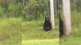 Florida Cops Urge Locals To Stop Taking Selfies With "Depressed" Bear