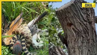 Brave bird faces off against snake in viral video, watch who wins