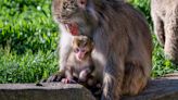 Visitors can see 3 new animals in their outdoor habitats at the Milwaukee County Zoo