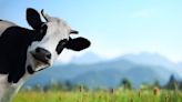 USDA testing beef for H5N1 amid current outbreak in dairy cows