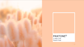 認識 2024 年度代表色：Pantone 以「Peach Fuzz 柔和桃」，象徵溫暖堅毅的陪伴！