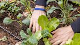 CSU offers free webinar on gardening tips