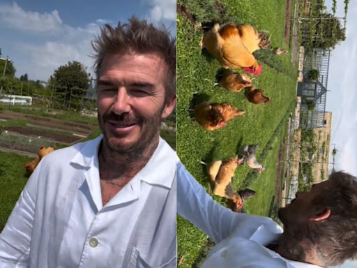 David Beckham posta vídeo onde é seguido por galinhas