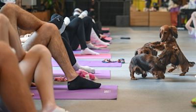 Italia prohíbe las clases de yoga con cachorros por preocupaciones sobre su bienestar