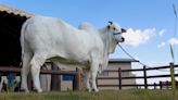 巴西母牛拍賣近1.3億破紀錄 基因改良繁衍更優品種