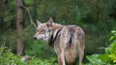 Wolves face being hunted across Europe under Brussels plan to weaken their legal protection