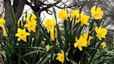 Gardening for You: Daffodils inspire poetry