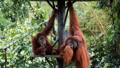 效法中國「貓熊外交」 馬來西亞想送紅毛猩猩給棕櫚油買家