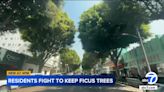 Whittier residents say 'no' to city's plan to remove nearly 100 ficus trees in historic district