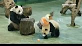 從小一起長大！團團病逝圓圓知道嗎？動物園前園長解答了